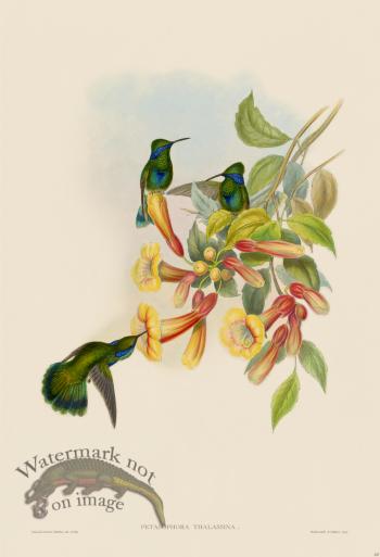 Gould Hummingbird 227